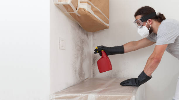 Professional Basement Mold Remediation technician working in Rhodesdale, MD
