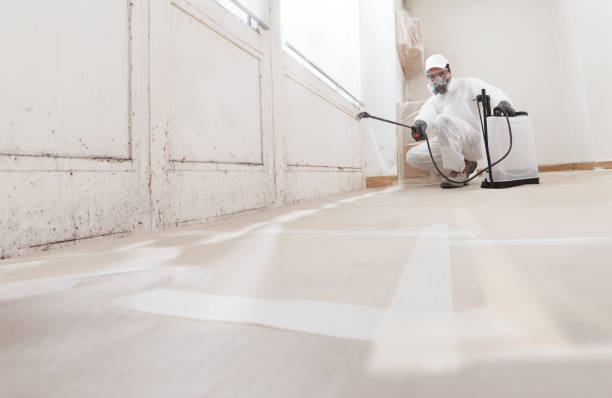24/7 Emergency Basement Mold Remediation experts in Rhodesdale, MD