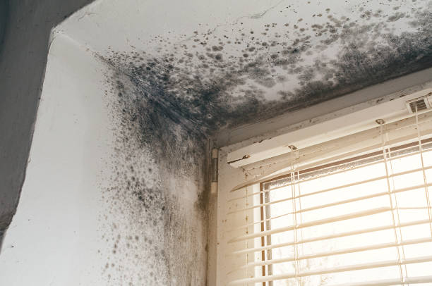 Affordable Basement Mold Remediation solutions in Rhodesdale, MD