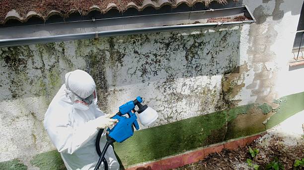 Top rated local Basement Mold Remediation specialists in Rhodesdale, MD